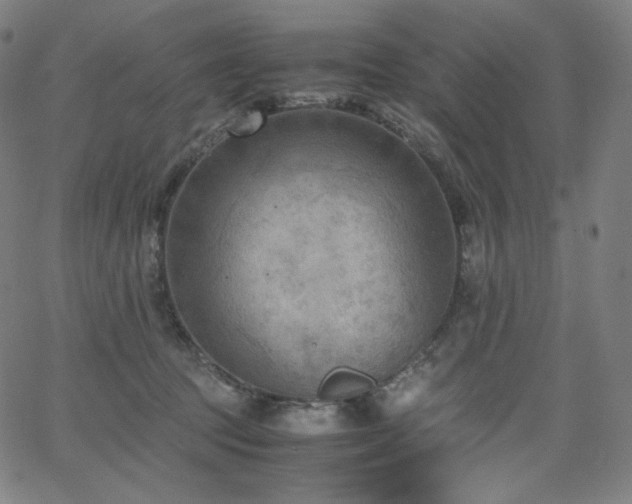 X0000066100369200603101147