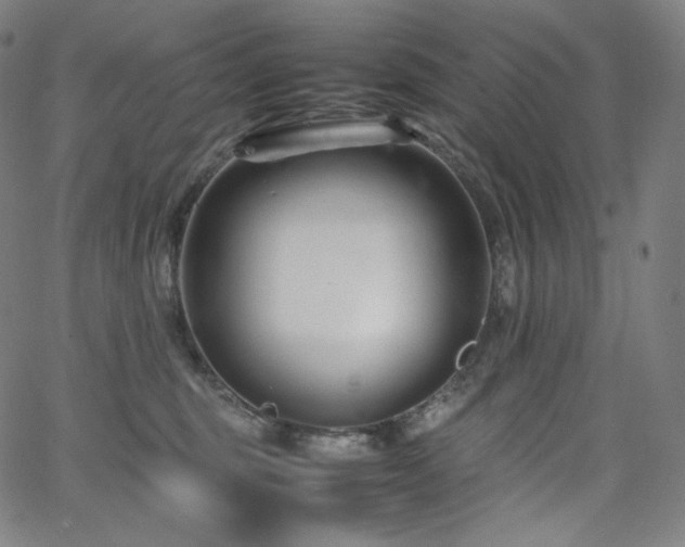 X0000066100375200603101147