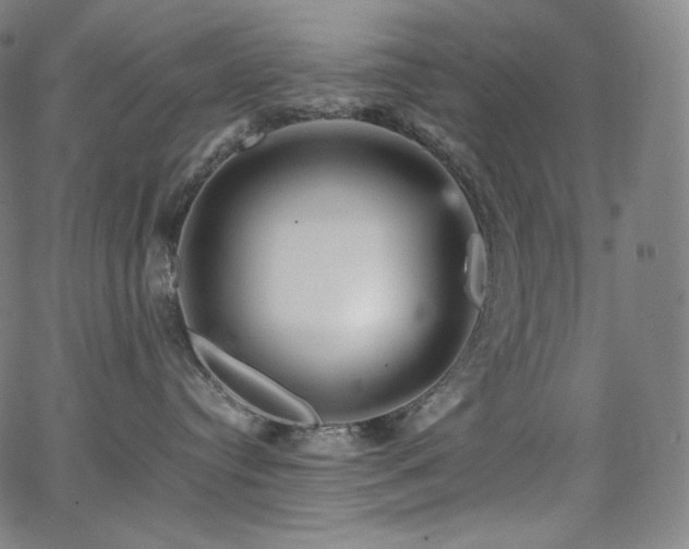 X0000066100384200603101147