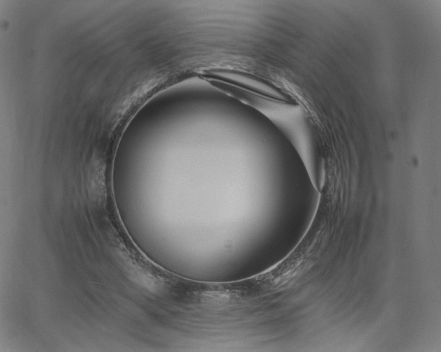 X0000066100394200603101146