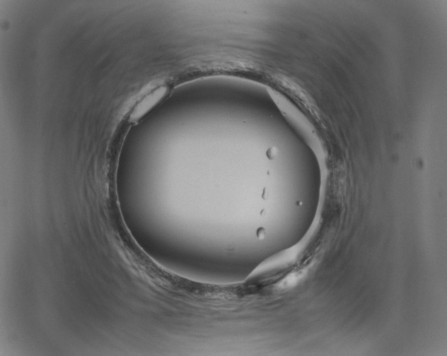 X0000066100395200603101146