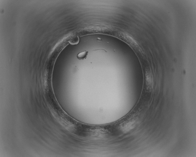 X0000066100396200603101146