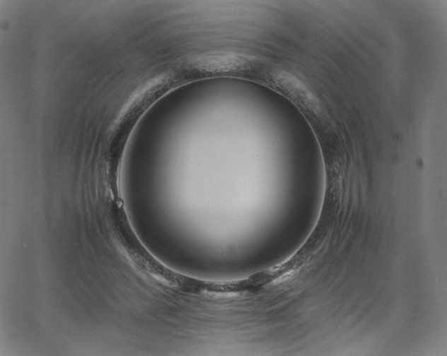 X0000066100400200603101146