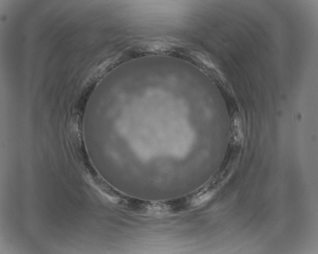 X0000066100415200603101146