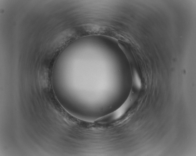 X0000066100416200603101146