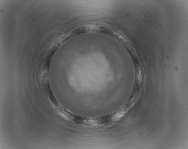 X0000066100419200603101146