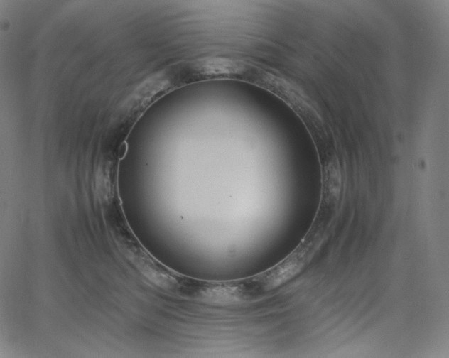 X0000066100422200603101146