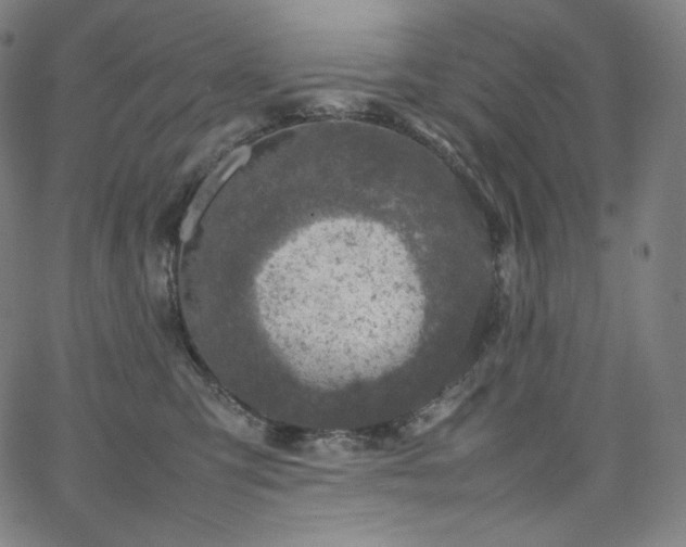 X0000066100423200603101146