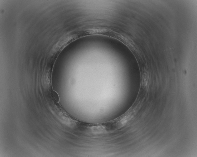 X0000066100426200603101146