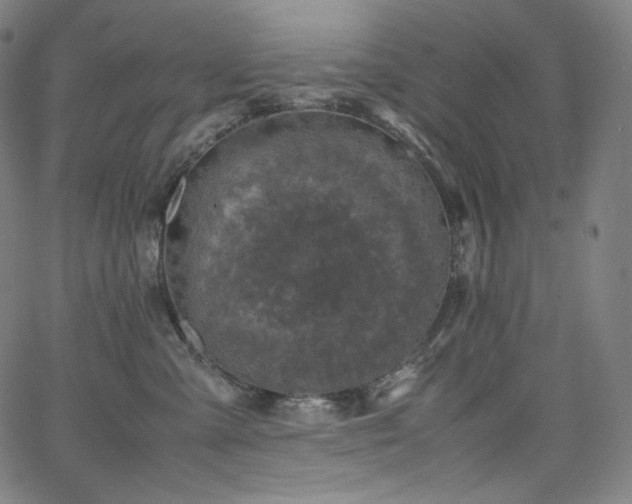 X0000066100427200603101146