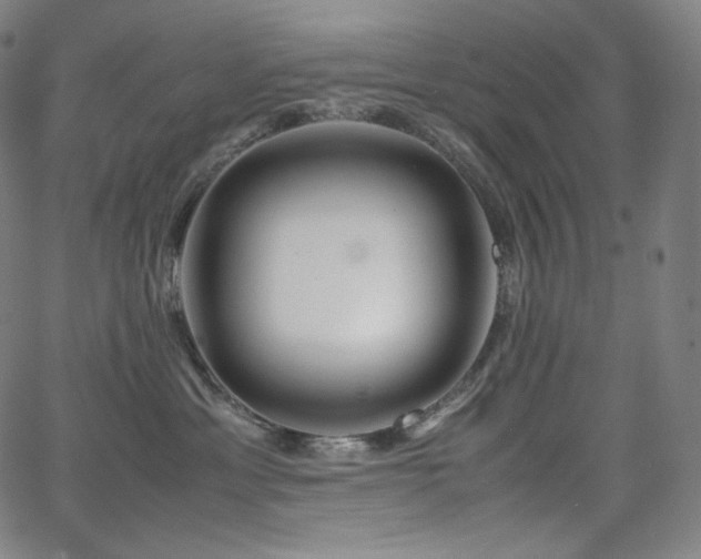 X0000066100429200603101146