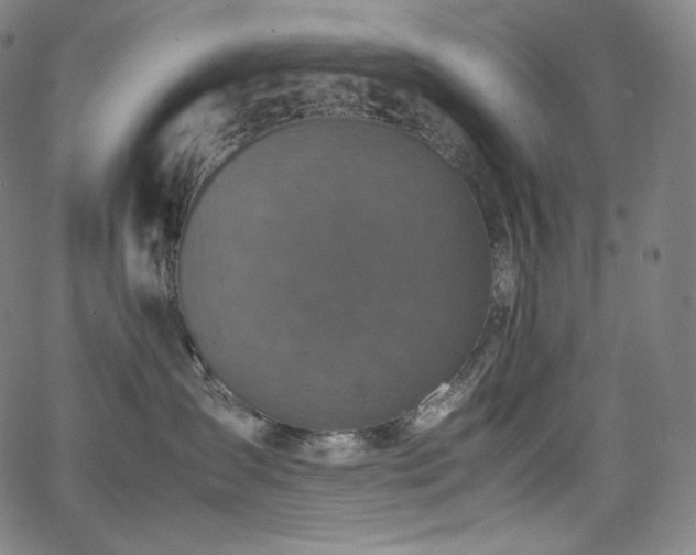 X0000066100431200603101146