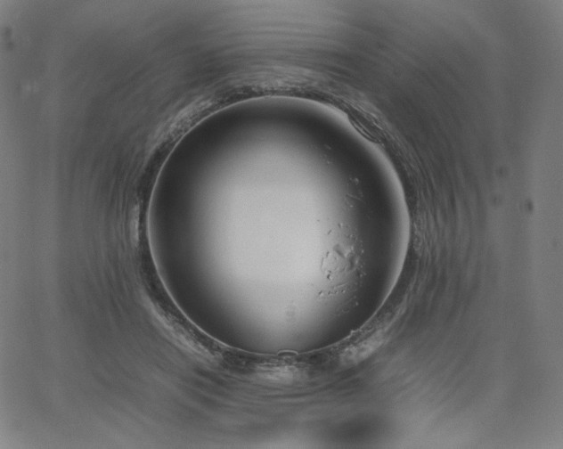 X0000066100454200603101145