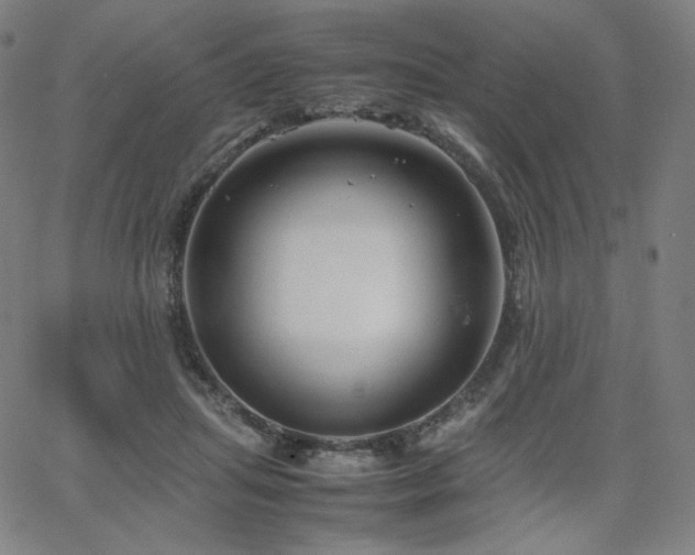 X0000066100455200603101145