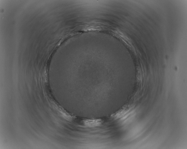 X0000066100465200603101145