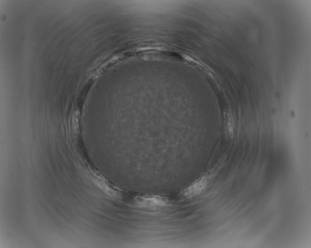 X0000066100475200603101146