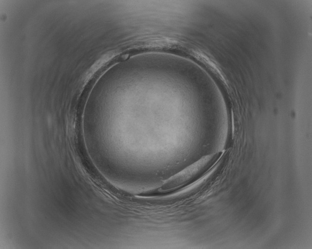 X0000066100483200603101145