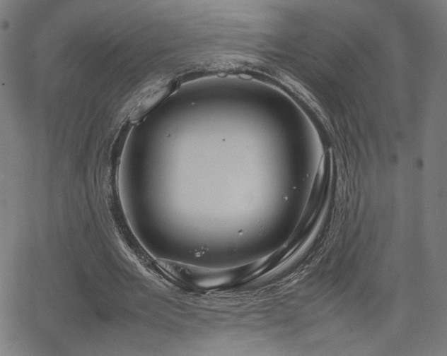 X0000066100485200603101145