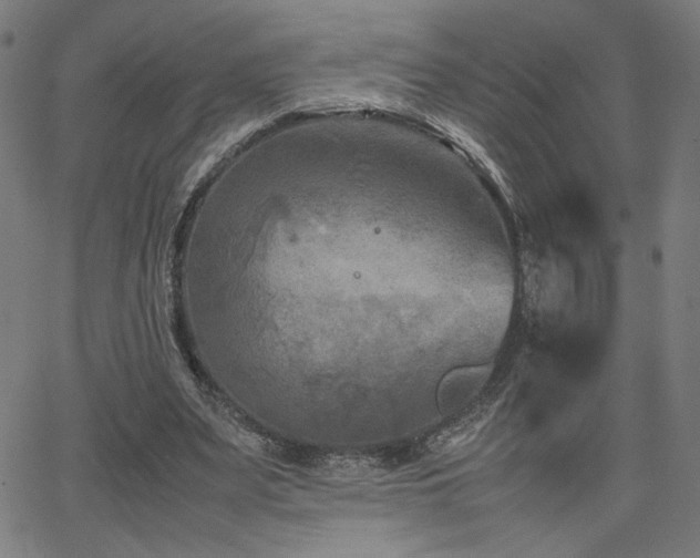 X0000066100487200603101145