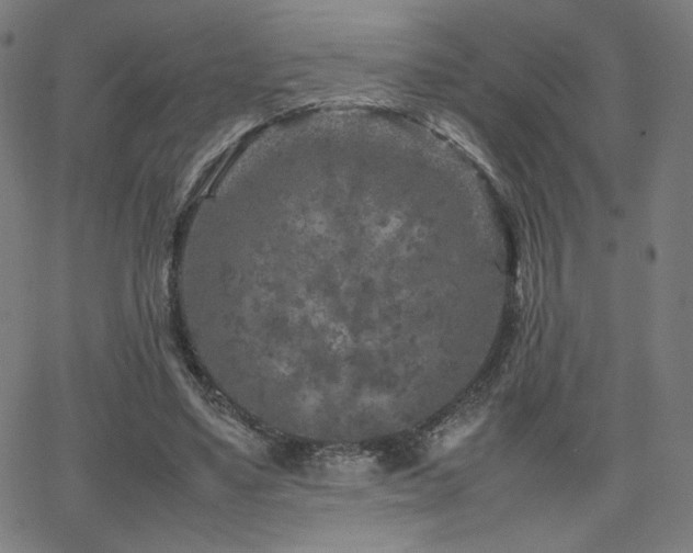 X0000066100491200603101145