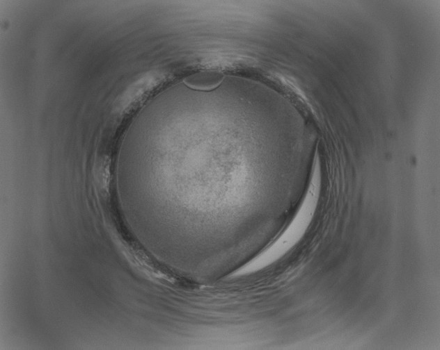 X0000066100495200603101145