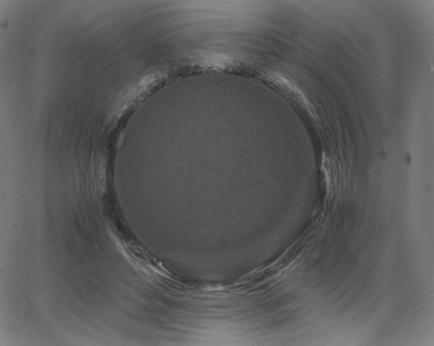 X0000066100496200603101145