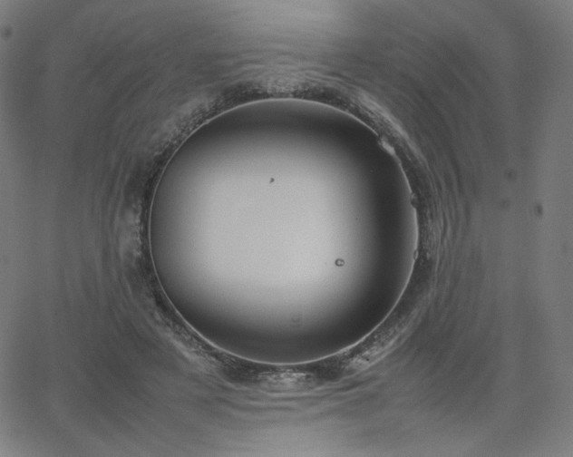 X0000066100497200603101145