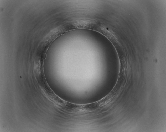 X0000066100498200603101145