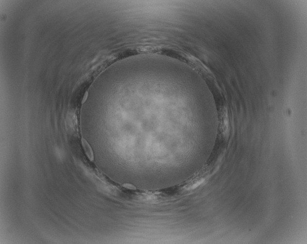 X0000066100523200603101144