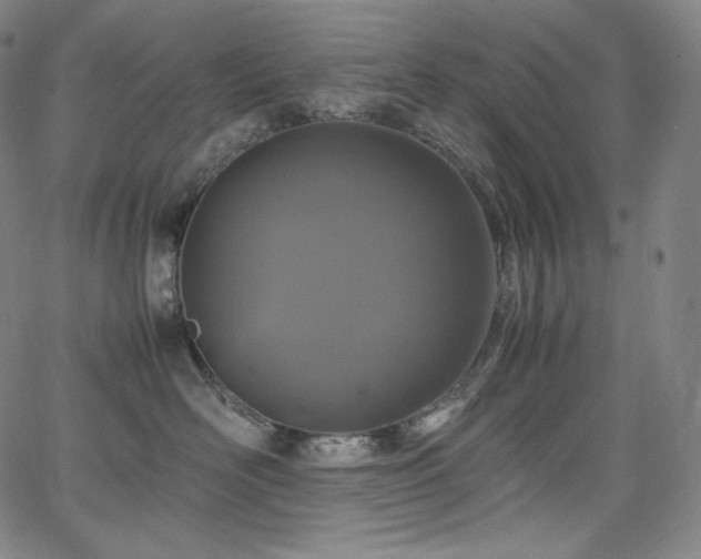 X0000066100526200603101144