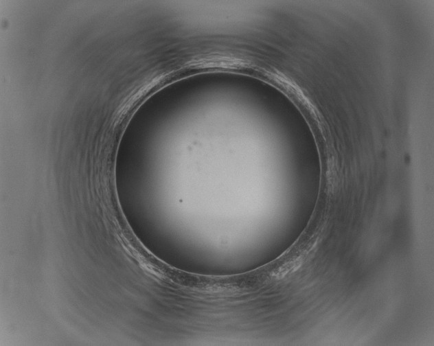 X0000066100529200603101143