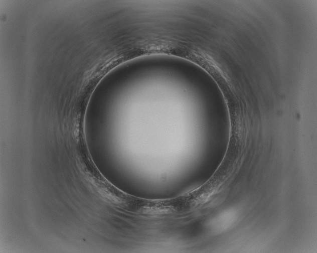 X0000066100545200603101144