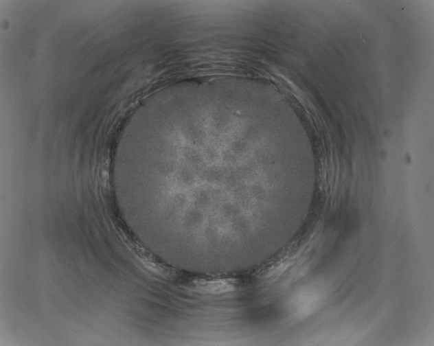 X0000066100553200603101144