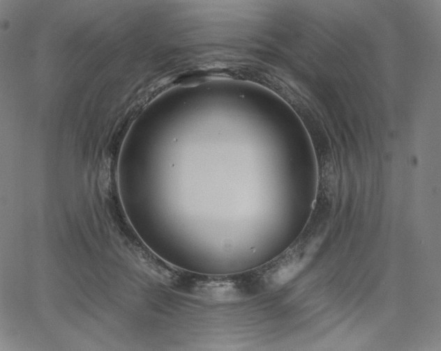 X0000066100554200603101144