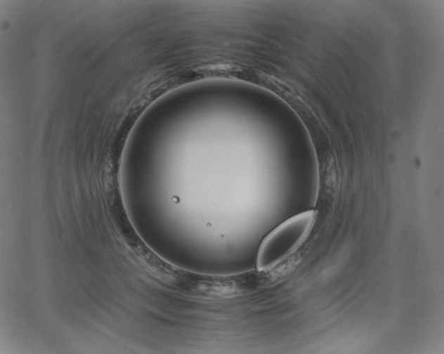 X0000066100559200603101144