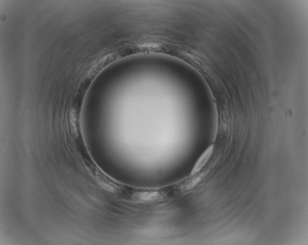 X0000066100575200603101144