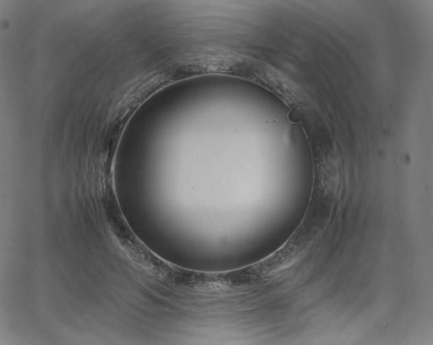 X0000066100594200603101143