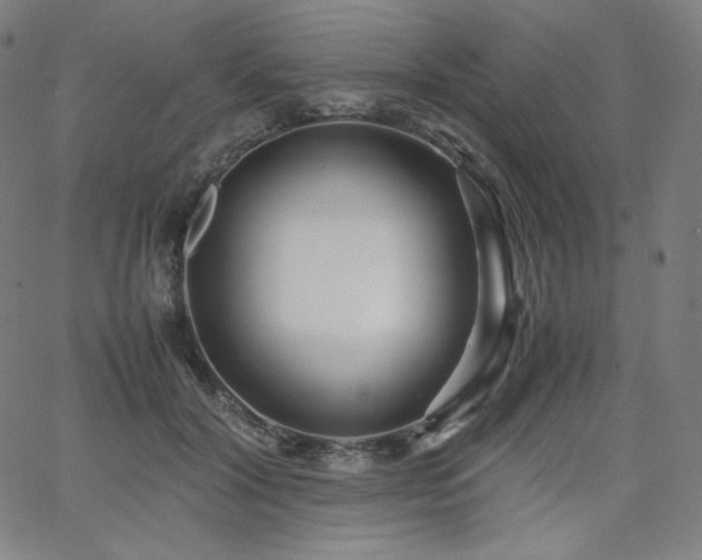 X0000066100604200603101143