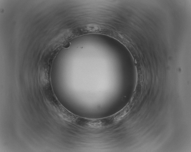 X0000066100606200603101143