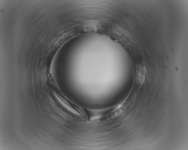 X0000066100616200603101143