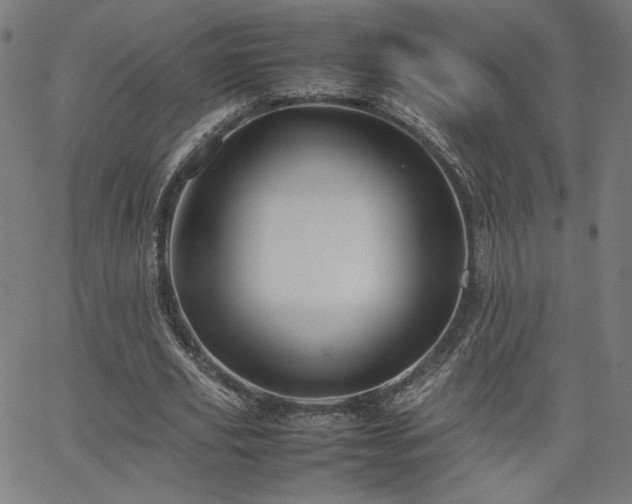 X0000066100629200603101142