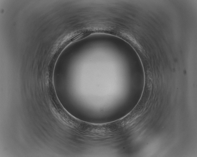 X0000066100631200603101142