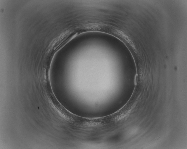 X0000066100633200603101142