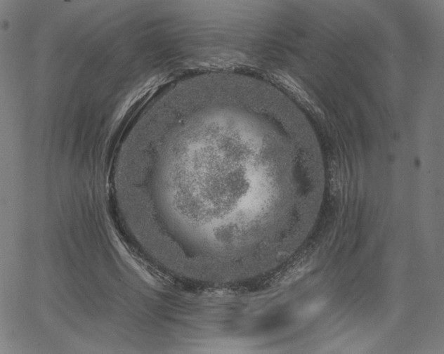 X0000066100634200603101142