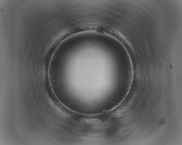 X0000066100637200603101142