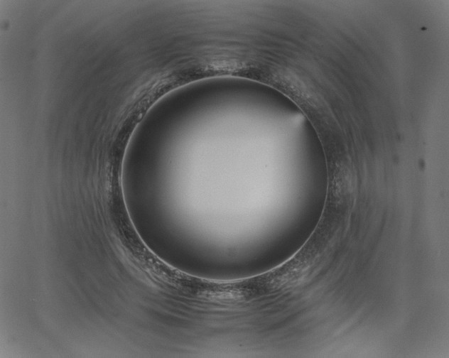 X0000066100639200603101142