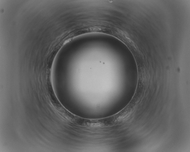 X0000066100645200603101142