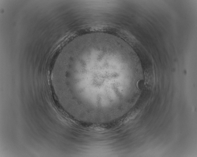 X0000066100648200603101142