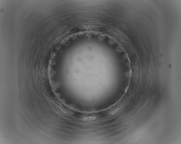 X0000066100653200603101142