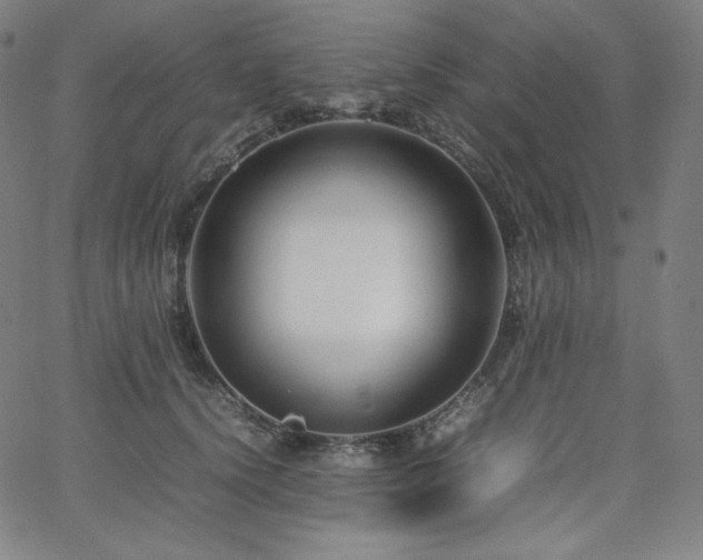 X0000066100656200603101142